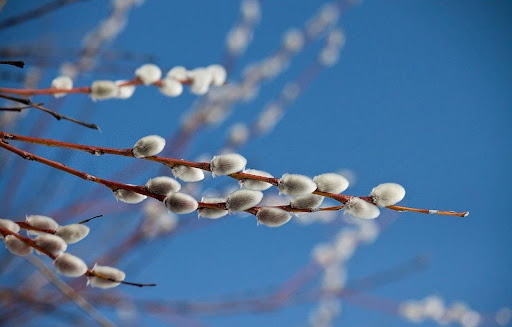 Привітання з Вербною неділею на VITAJKO - гарні листівки та побажання