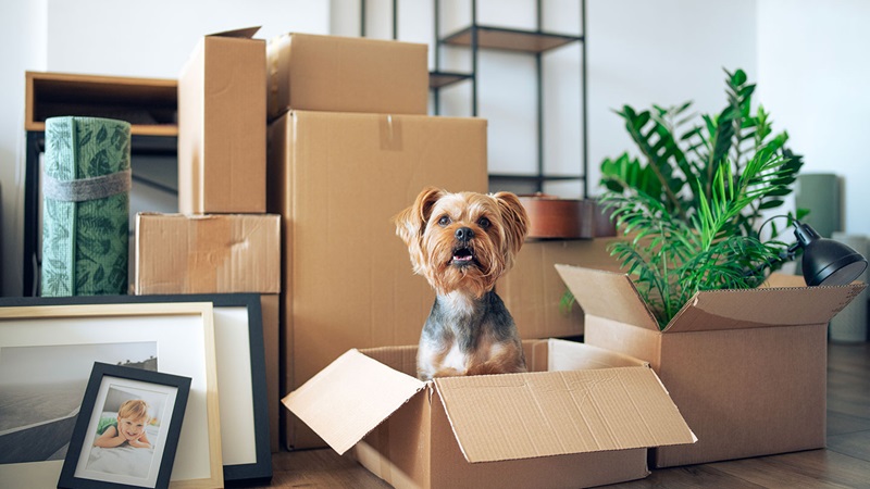 Коли варто замовити послуги вантажників в Тернополі